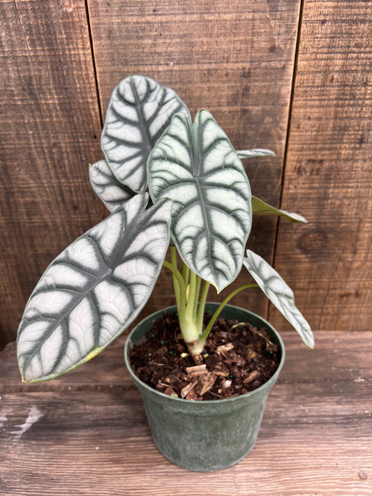 Silver Dragon Alocasia