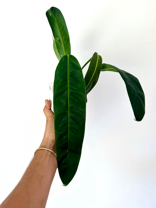 Philodendron Patriciae