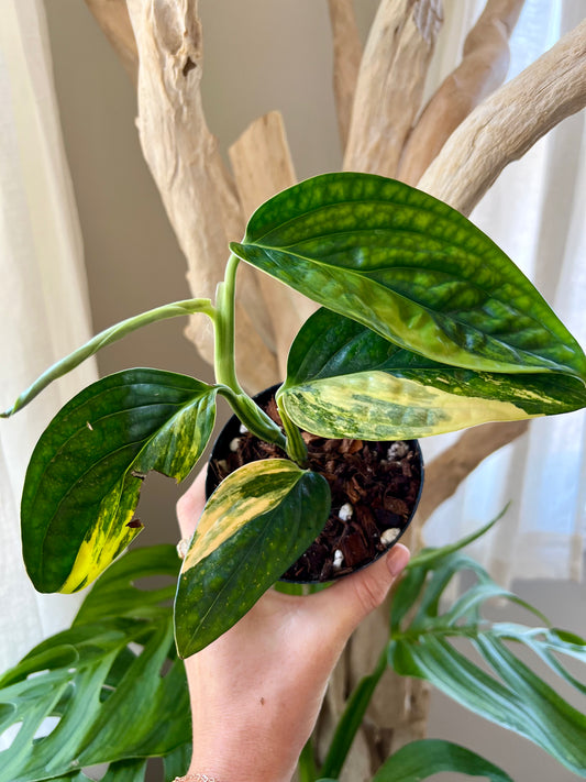 Variegated Monstera Peru