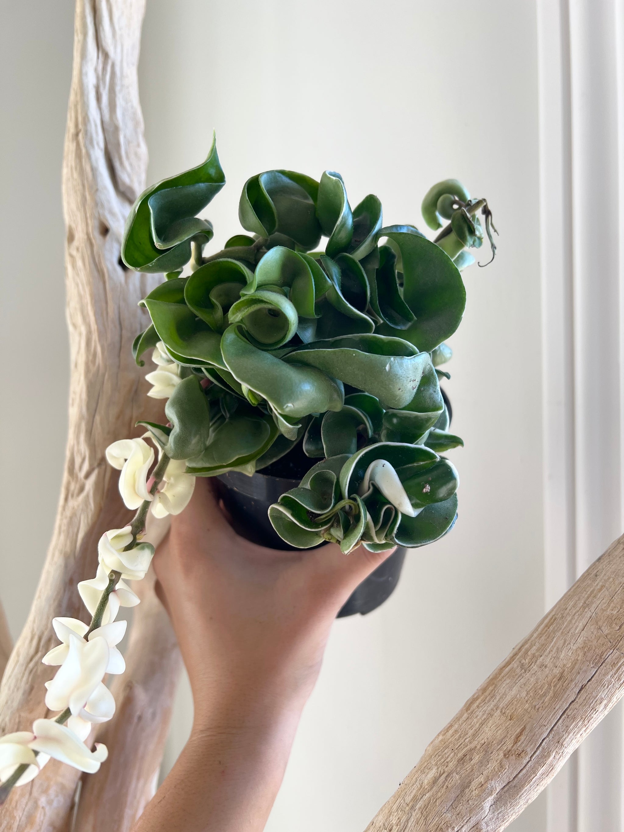 Variegated Hindu Ropes Compacta We Are Plant Lovers