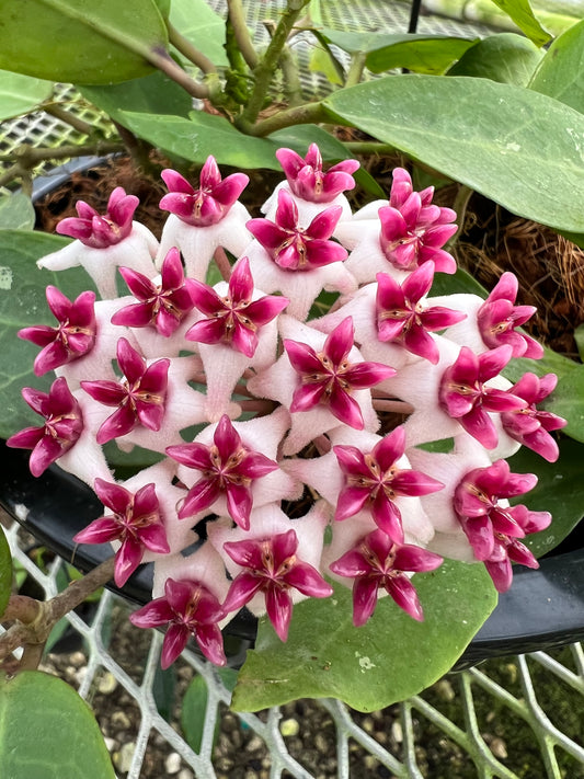 Hoya Patricia