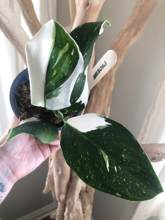 White Wizard Philodendron