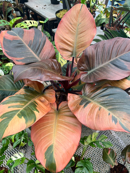 Philodendron Black Cardinal Variegated