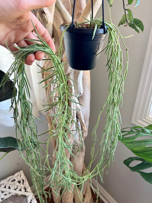 Hoya Linearis