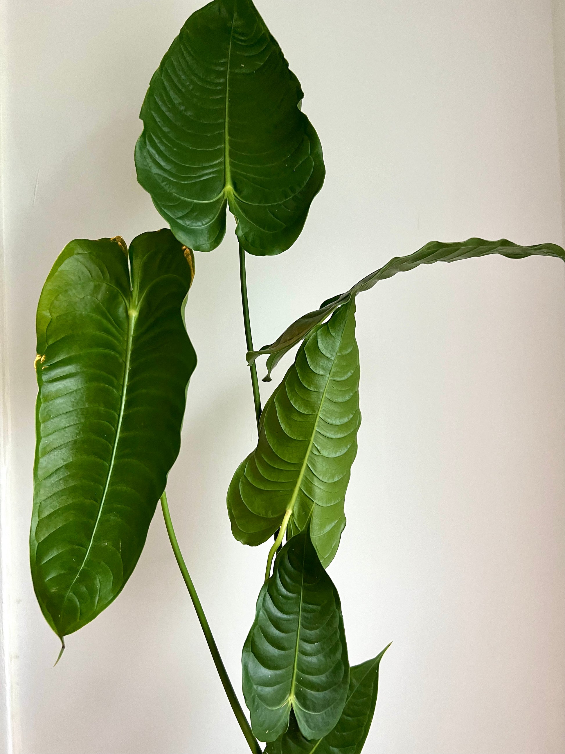 Anthurium Veitchii – We Are Plant Lovers