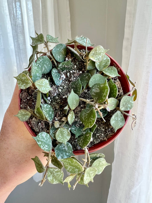 Hoya Curtisii