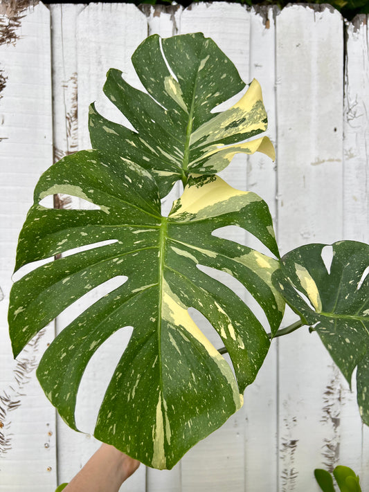 Monstera Thai Constellation