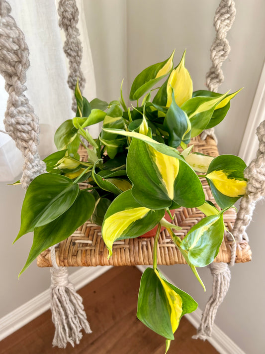 Brazil Philodendron