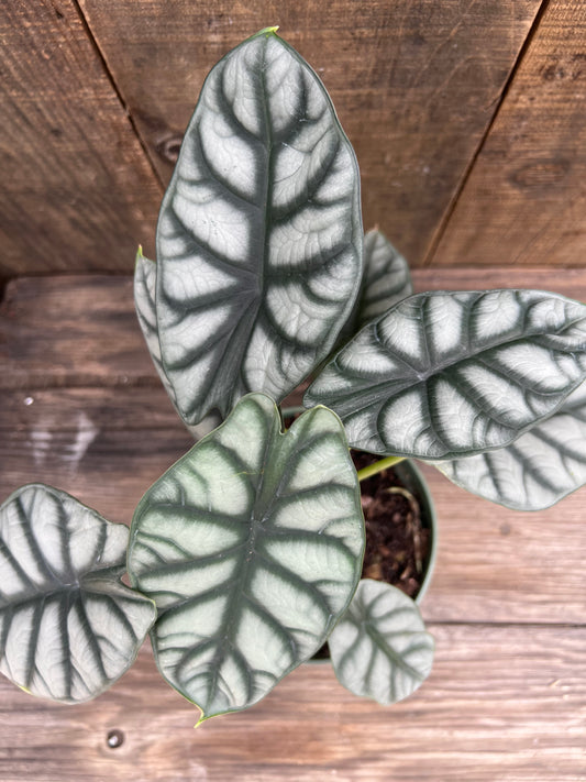 Silver Dragon Alocasia